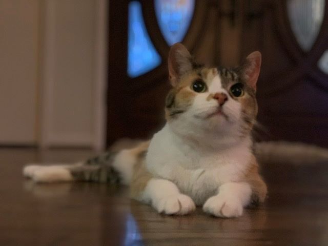 Toonces